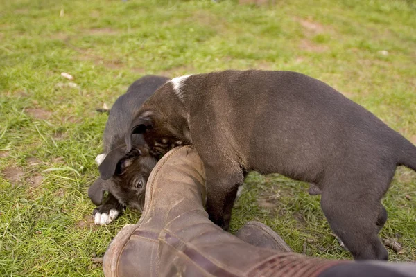 かわいい犬の肖像画 — ストック写真