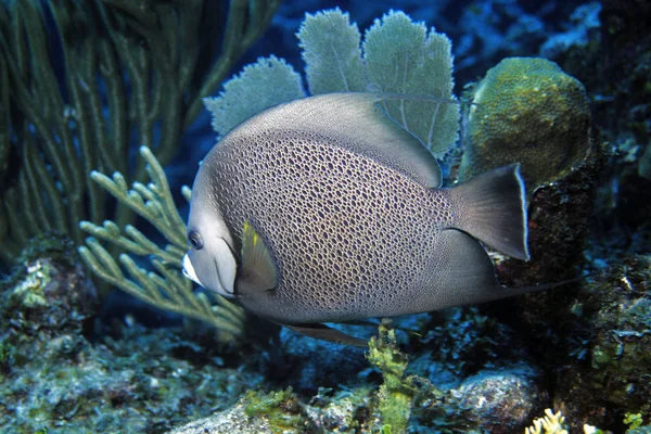 Angelfish Gris Pez Espada Gris Ncayo Largo Cuba —  Fotos de Stock