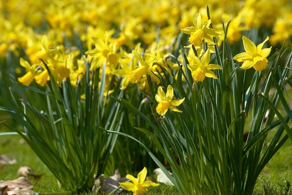 Narcisos Flores Pétalas Flora — Fotografia de Stock