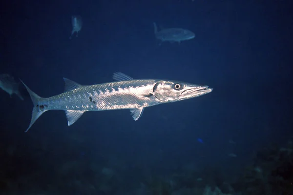 Foto Submarina Barracuda Nadando Agua —  Fotos de Stock