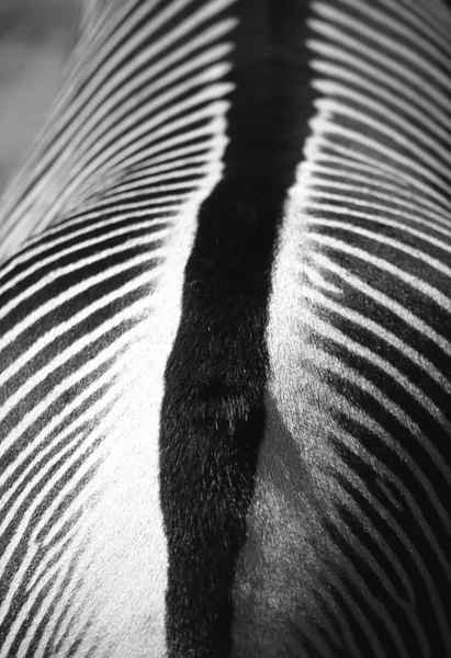 Schwarz Weißes Zebra — Stockfoto