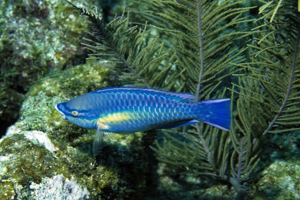 Closeup View Parrotfish Water — Stock Photo, Image