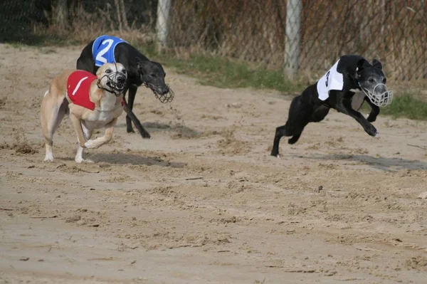 Cane Che Corre Sulla Spiaggia — Foto Stock