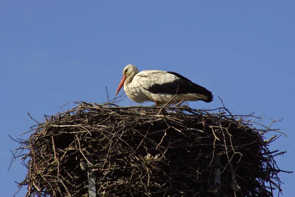 Una Cigüeña Construyendo Nido Primavera — Foto de Stock