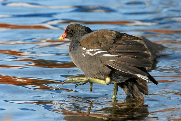 Moorhen Kvällsljus — Stockfoto