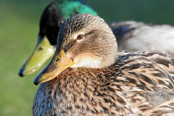 Pozorování Ptáků Kachna Divoké Přírodě — Stock fotografie