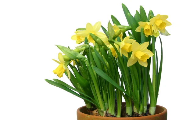 Narcisy Květiny Okvětní Lístky Flóra — Stock fotografie