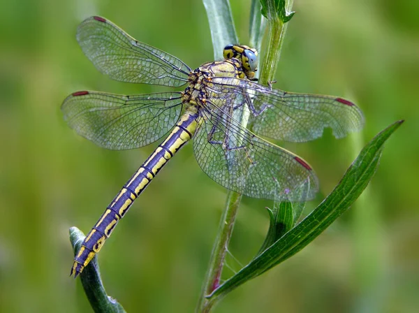 Insectă Libelulă Bug Mic Aripi Natură — Fotografie, imagine de stoc