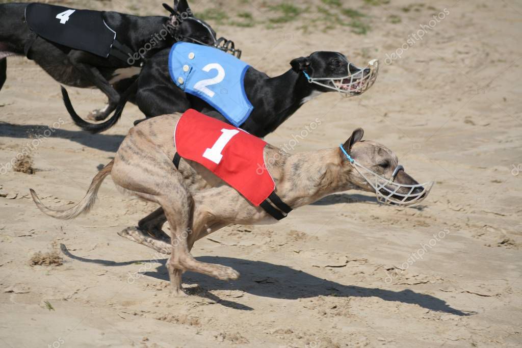 galgos