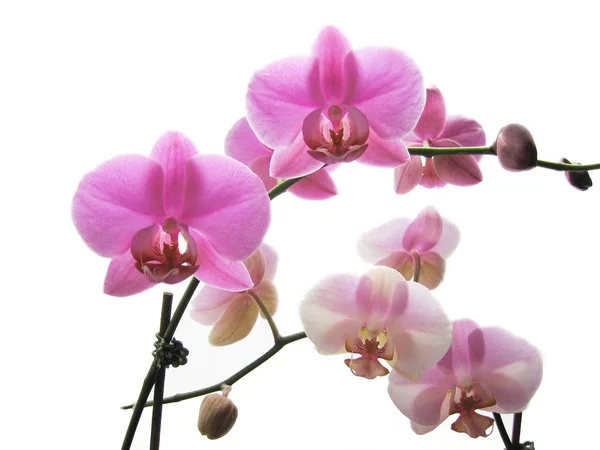 Пелюстки Орхідей Флора — стокове фото