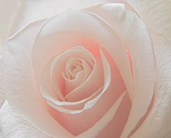 Pink Rose — Stock Photo, Image