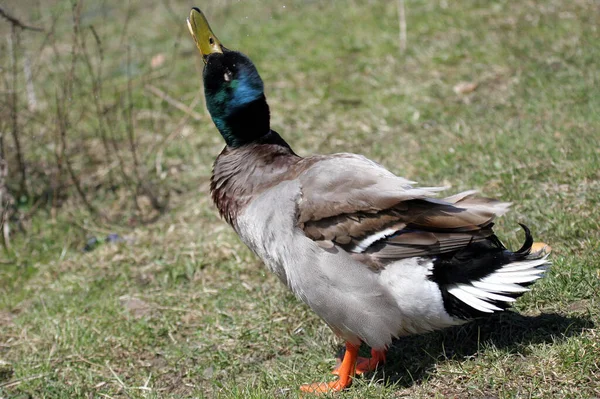 Vuelo Observación Aves Pato Naturaleza Salvaje —  Fotos de Stock