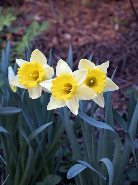 Daffodils Flowers Petals Flora — Stock Photo, Image