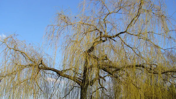 Schöne Aussicht Auf Die Natur — Stockfoto