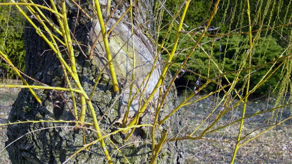 Naturaleza Flora Árboles Medio Ambiente — Foto de Stock