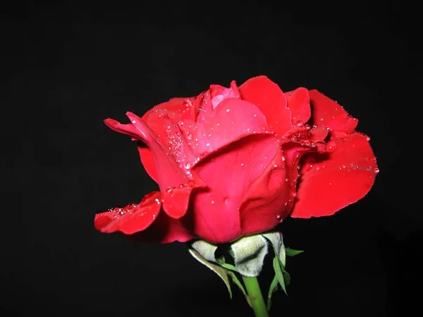 Rote Rosenblütenblätter Flora — Stockfoto