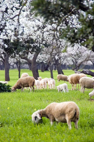 Vista Panorâmica Agricultura Campo — Fotografia de Stock