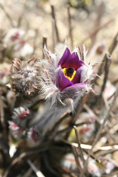 Tropische Groene Plant Sappige Cactussen — Stockfoto