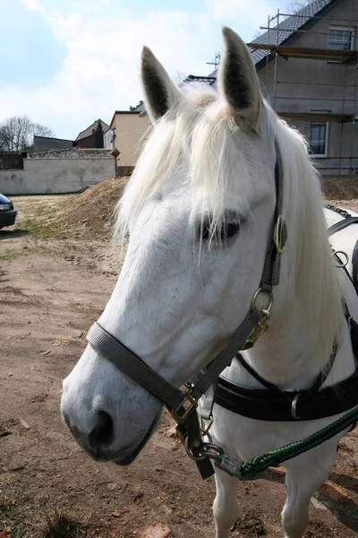 Schattig Paard Wilde Natuur — Stockfoto