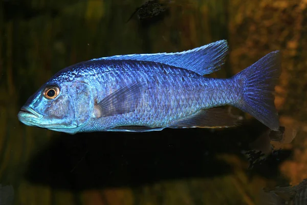 Alrikanischer Kaiser Cichlid Στοματικά Προϊόντα — Φωτογραφία Αρχείου