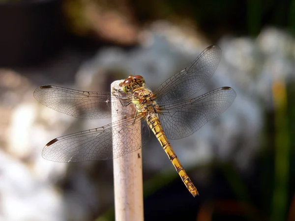 Trollslända Insekt Flora Och Fauna — Stockfoto