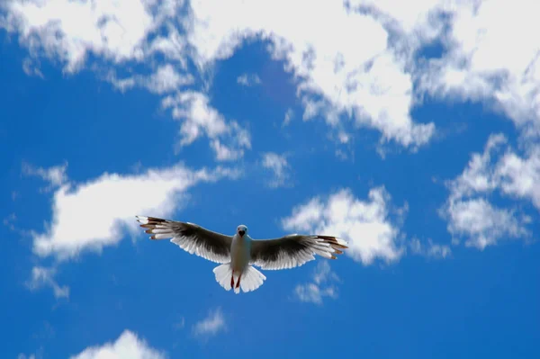 Vue Panoramique Magnifiques Oiseaux Mouettes Nature — Photo