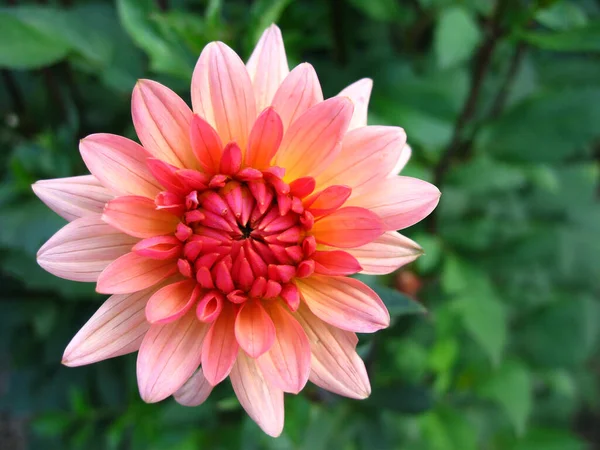 Close View Beautiful Blooming Dahlia — Stock Photo, Image