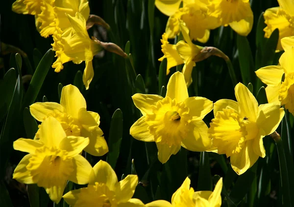 Нарциси Пелюстки Квітів Флора — стокове фото