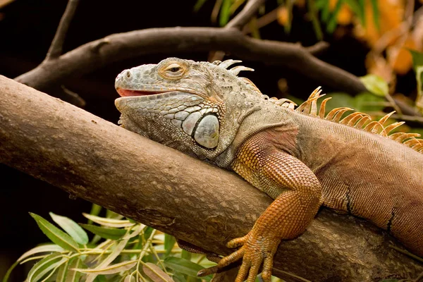 Egzotik Kertenkele Hayvan Iguana Sürüngeni — Stok fotoğraf