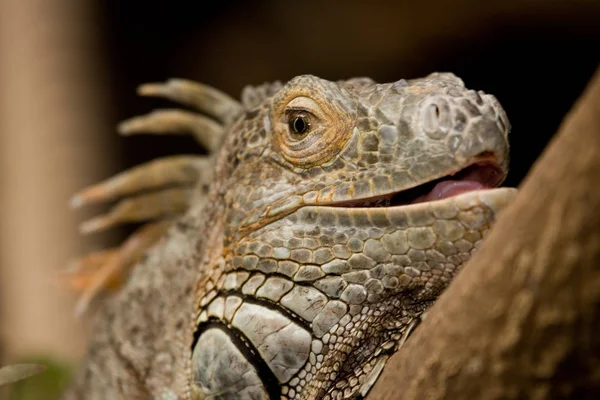 Egzotyczne Zwierzę Jaszczurcze Gad Iguana — Zdjęcie stockowe