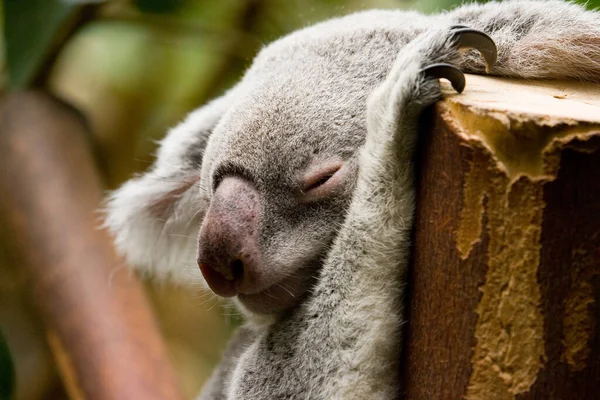 Koala Bear Wildlife Tree Animal — Stock Photo, Image