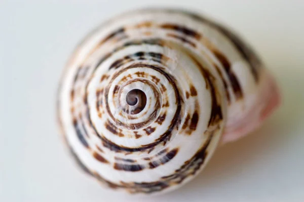 달팽이 껍질을 복족강 — 스톡 사진