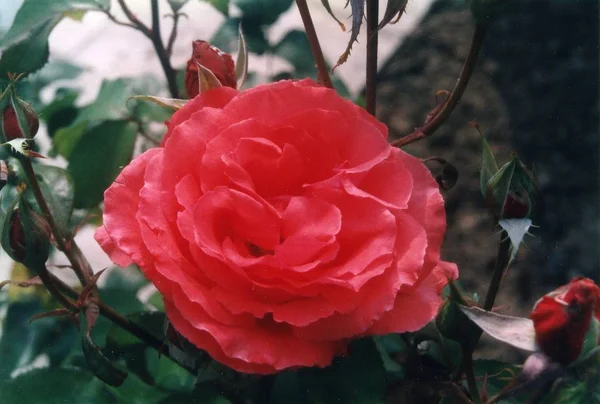 Rote Rosenblütenblätter Flora — Stockfoto