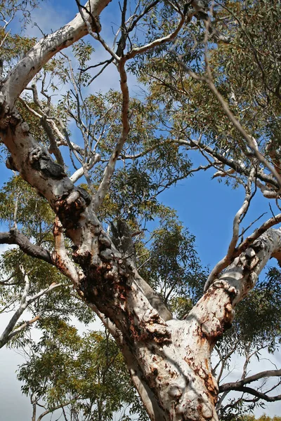 Větve Stromů Proti Obloze — Stock fotografie