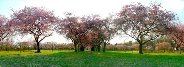 Doğa Ağacı Kiraz Ağacı — Stok fotoğraf