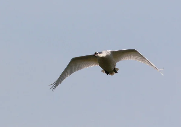 Cisne Selvagem Vôo Vida Selvagem — Fotografia de Stock