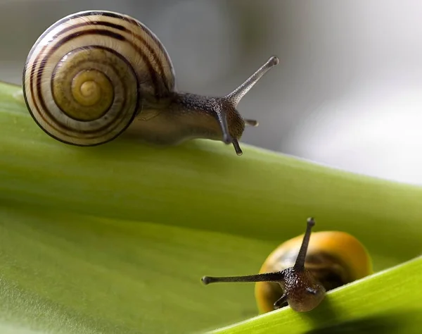 Snail Shell Mollusk Shells — Stock Photo, Image