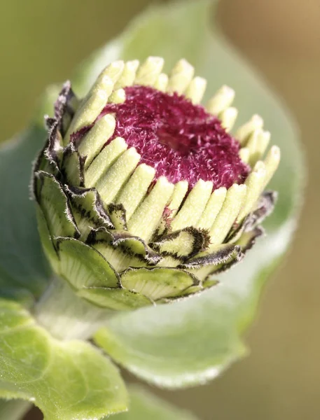 Piękne Botaniczne Ujęcie Naturalna Tapeta — Zdjęcie stockowe