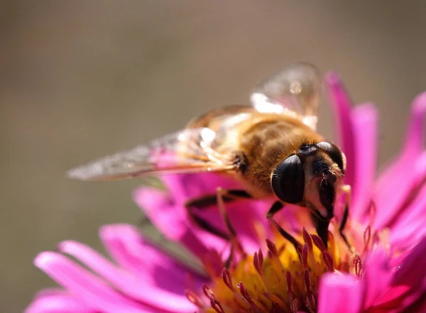 Nahaufnahme Von Käfer Der Natur — Stockfoto