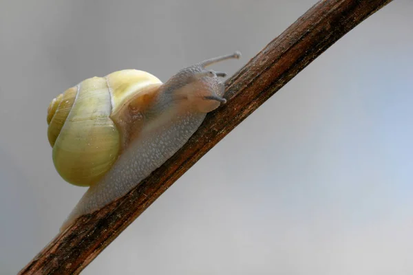 Lumaca Viscida Lumaca Crawler — Foto Stock