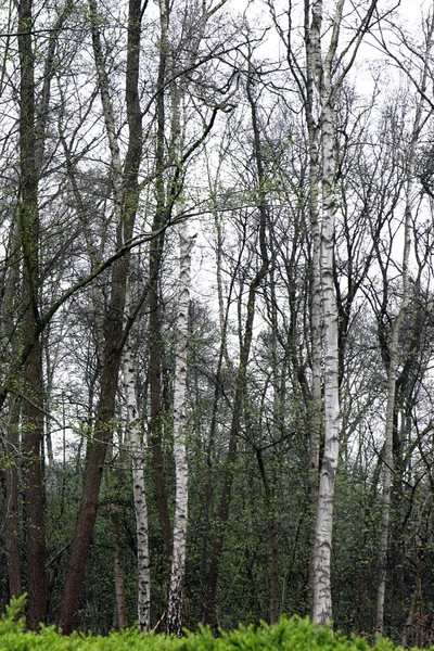 Hermosa Vista Naturaleza Escena — Foto de Stock