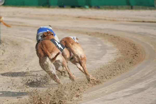 Cavallo Corsa Nel Parco — Foto Stock