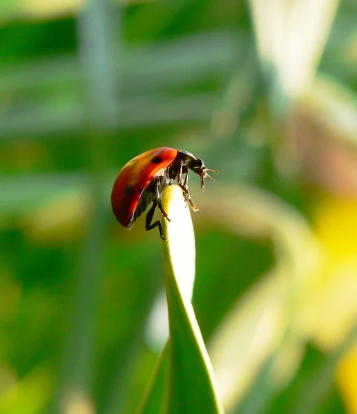 Vista Cerca Lindo Insecto Mariquita —  Fotos de Stock