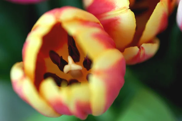 Frühling Tulpen Blumen Flora — Stockfoto