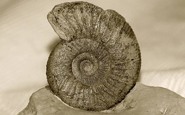 Large Spiral Seashell — Stock Photo, Image