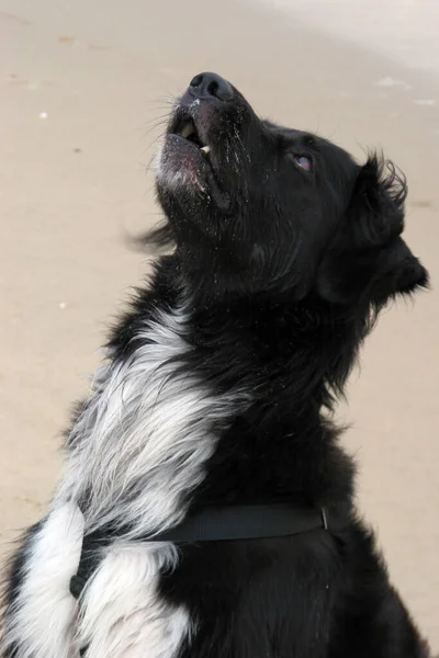 Retrato Lindo Perro — Foto de Stock