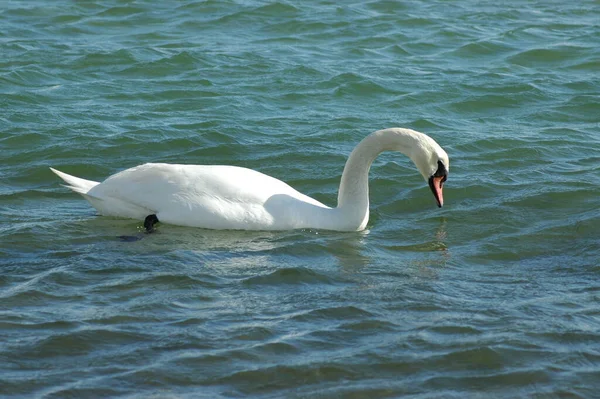 Pássaro Cisne Animais Selvagens — Fotografia de Stock