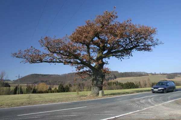 Alte Eiche Der Grenze Zwischen Nrw Und Niedersachsen — Stockfoto