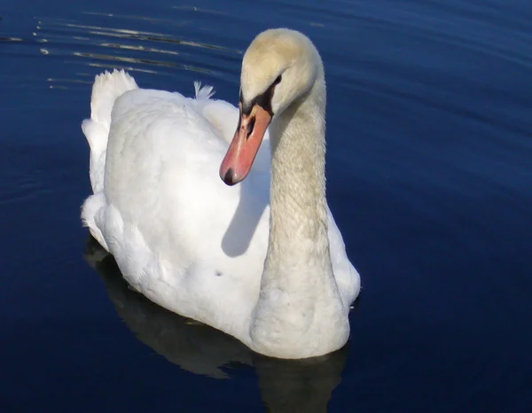 Vista Panorámica Los Cisnes Majestuosos Naturaleza —  Fotos de Stock