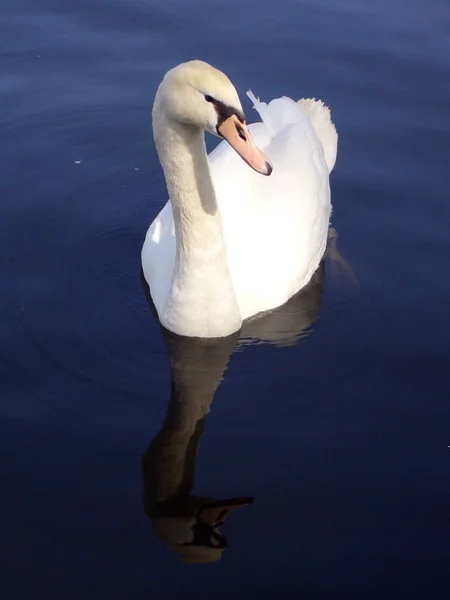 Vista Panorámica Los Cisnes Majestuosos Naturaleza —  Fotos de Stock